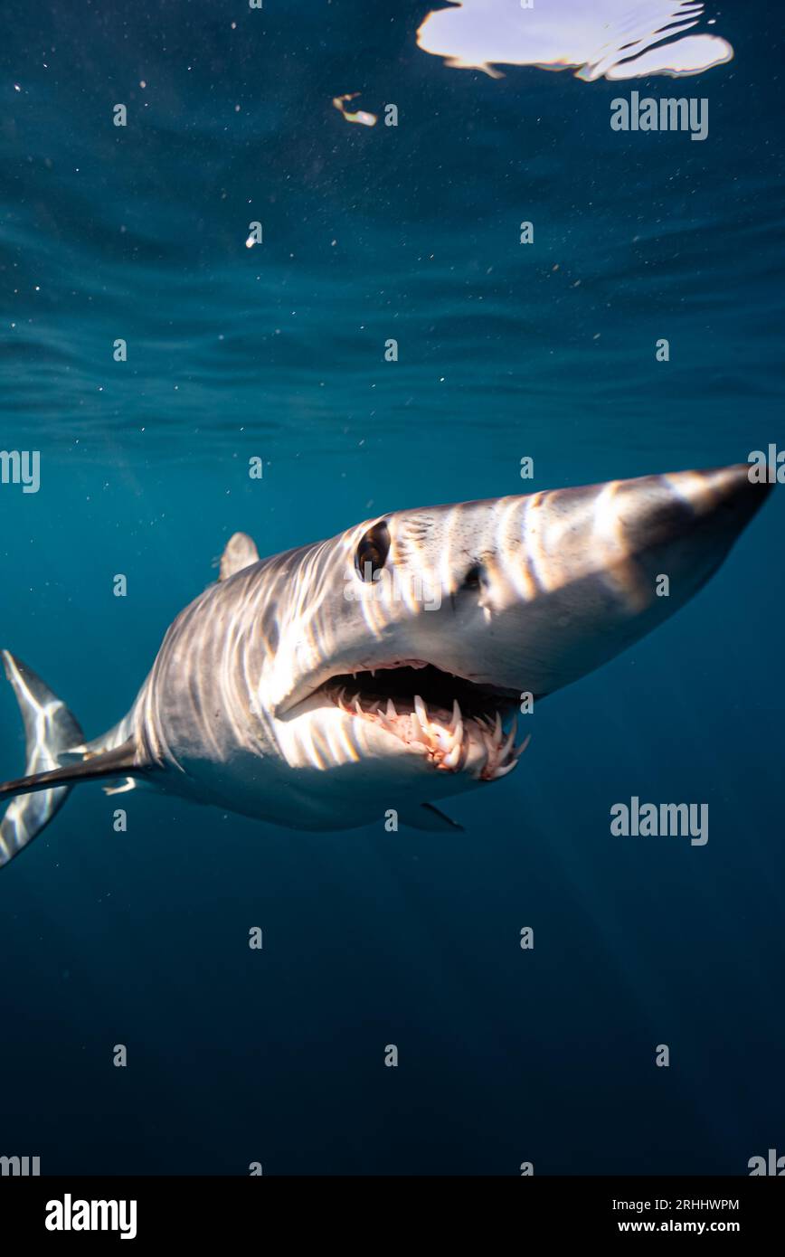Mako sharks are the fastest sharks in the sea. CABO SANN LUCAS, MEXICO: STUNNING images of a mako shark, smiling cheekily, showing off its teeth have Stock Photo