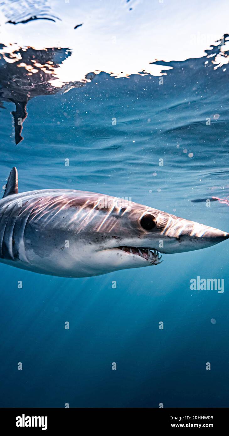 The side of the mako shark. CABO SANN LUCAS, MEXICO: STUNNING images of a mako shark, smiling cheekily, showing off its teeth have been captured from Stock Photo