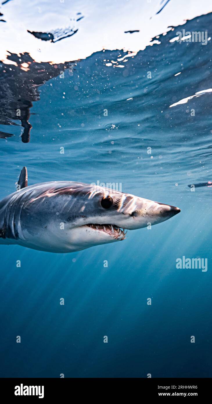 Showing off its crooked teeth. CABO SANN LUCAS, MEXICO: STUNNING images of a mako shark, smiling cheekily, showing off its teeth have been captured fr Stock Photo