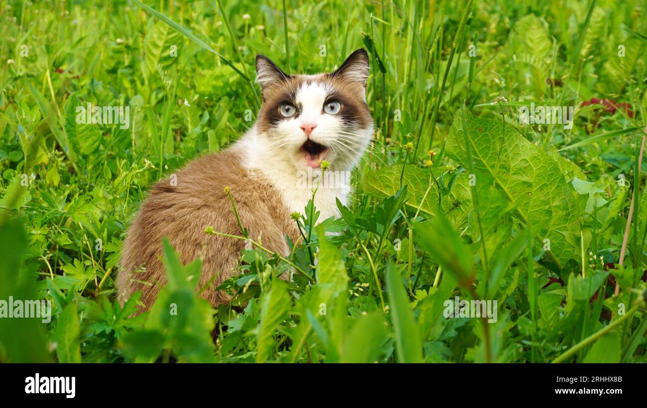 cat emotion surprise facial expressions wildlife animals smile pet Stock Photo