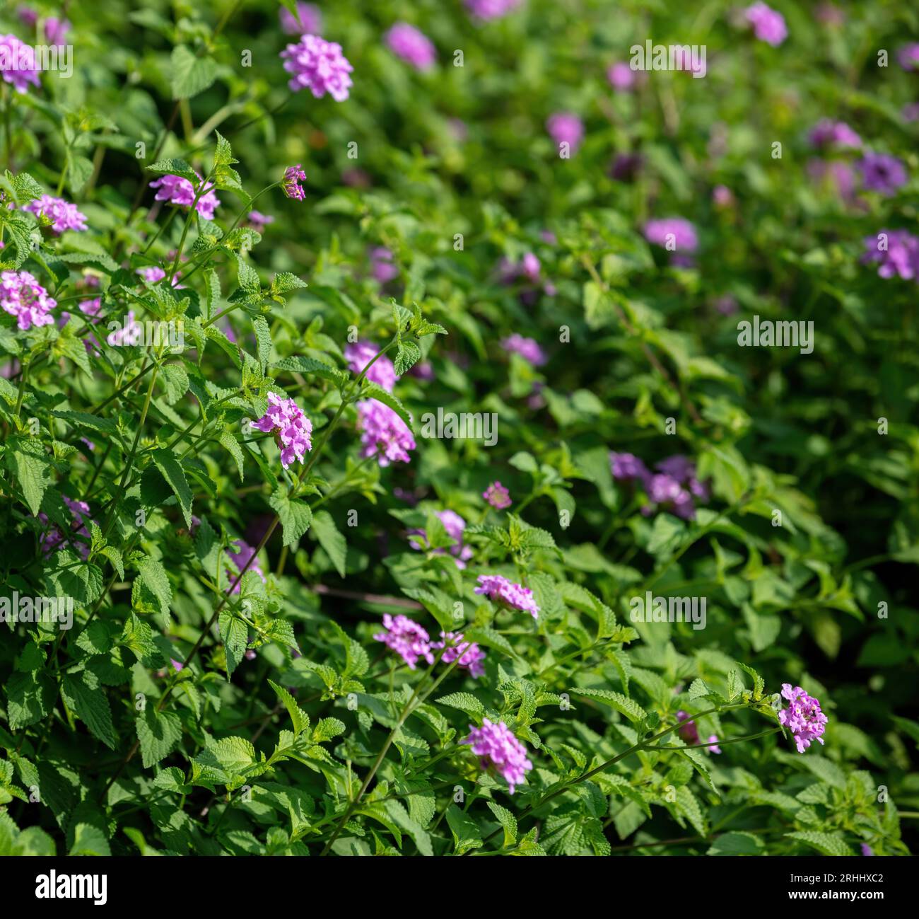 Lantana Montevidensis Purple blooming flowering shrub background texture. Trailing Shrubverbena or Weeping, Creeping, Small Lantana in nature sunny da Stock Photo