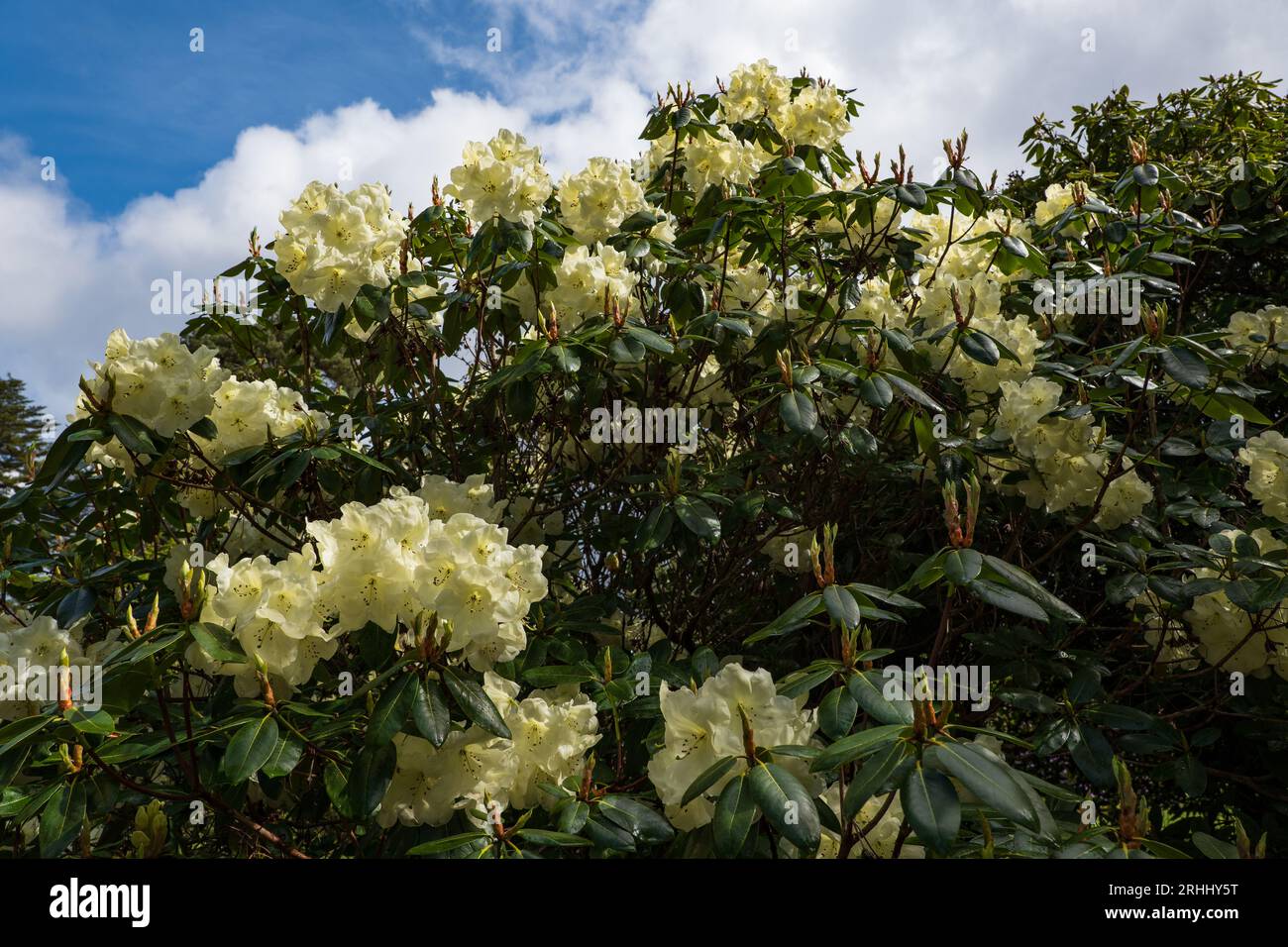 Rhododendron 'Roza Stevenson' white creamy flowers in spring, flowering evergreen shrub in the family Ericaceae. Stock Photo