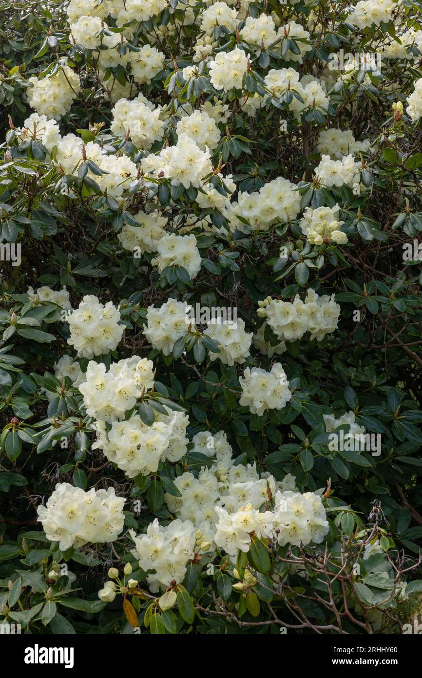 Rhododendron 'Roza Stevenson' flowers in spring, flowering evergreen shrub in the family Ericaceae. Stock Photo