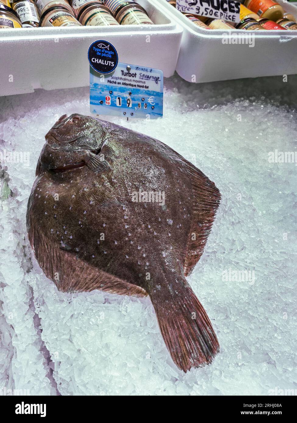 Turbot flatfish fresh in ice on display for sale at Concarneau historic
