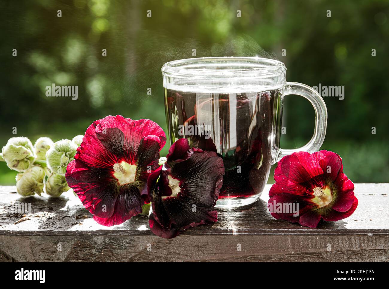 Herbal medicinal tea drink made of Alcea Rosea Nigra, Alcea rosea, the common hollyhock, Alcea rosea. Glass cup with tea against nature background. Stock Photo