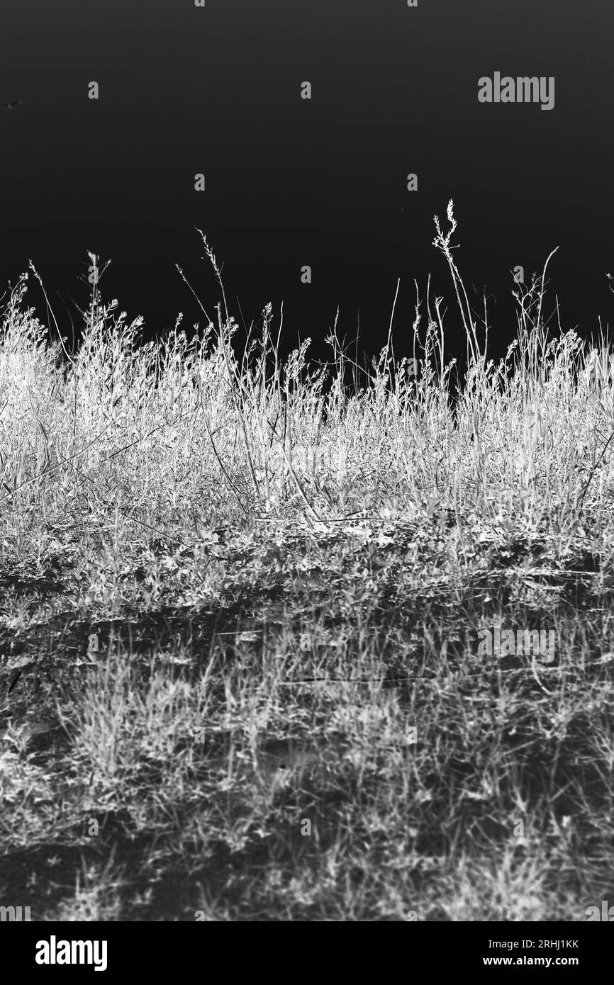 Shining grasses Black and White Stock Photos & Images - Alamy