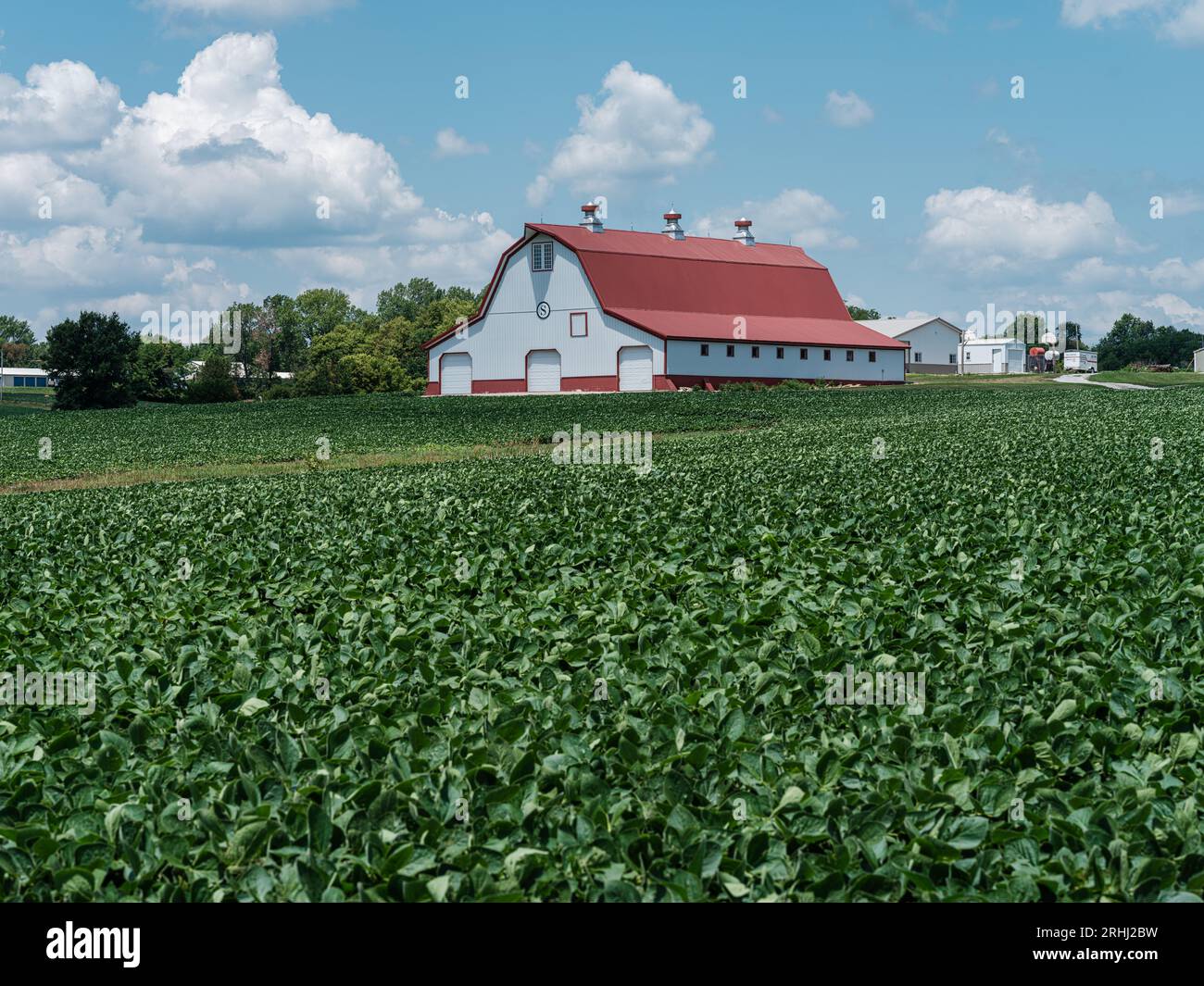Midsummer agricultural field bursting with greens with stylish red roof