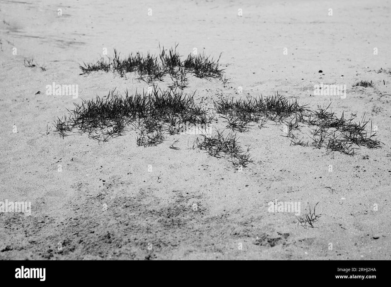 Common plants sand dunes Black and White Stock Photos & Images - Alamy