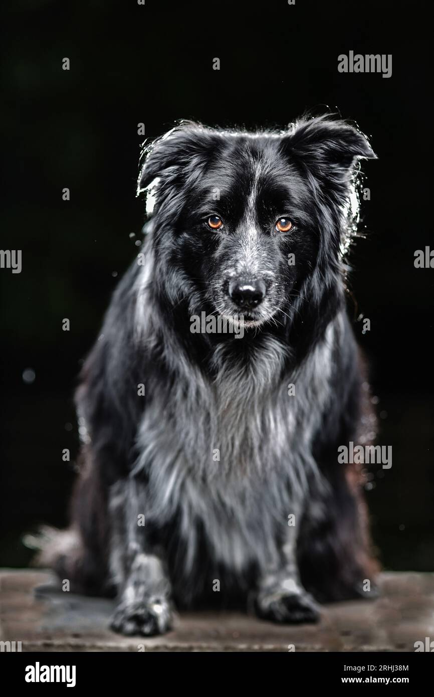 beautiful fluffy border collie dog with soft fur and beautiful dramatic lighting on dark background Stock Photo