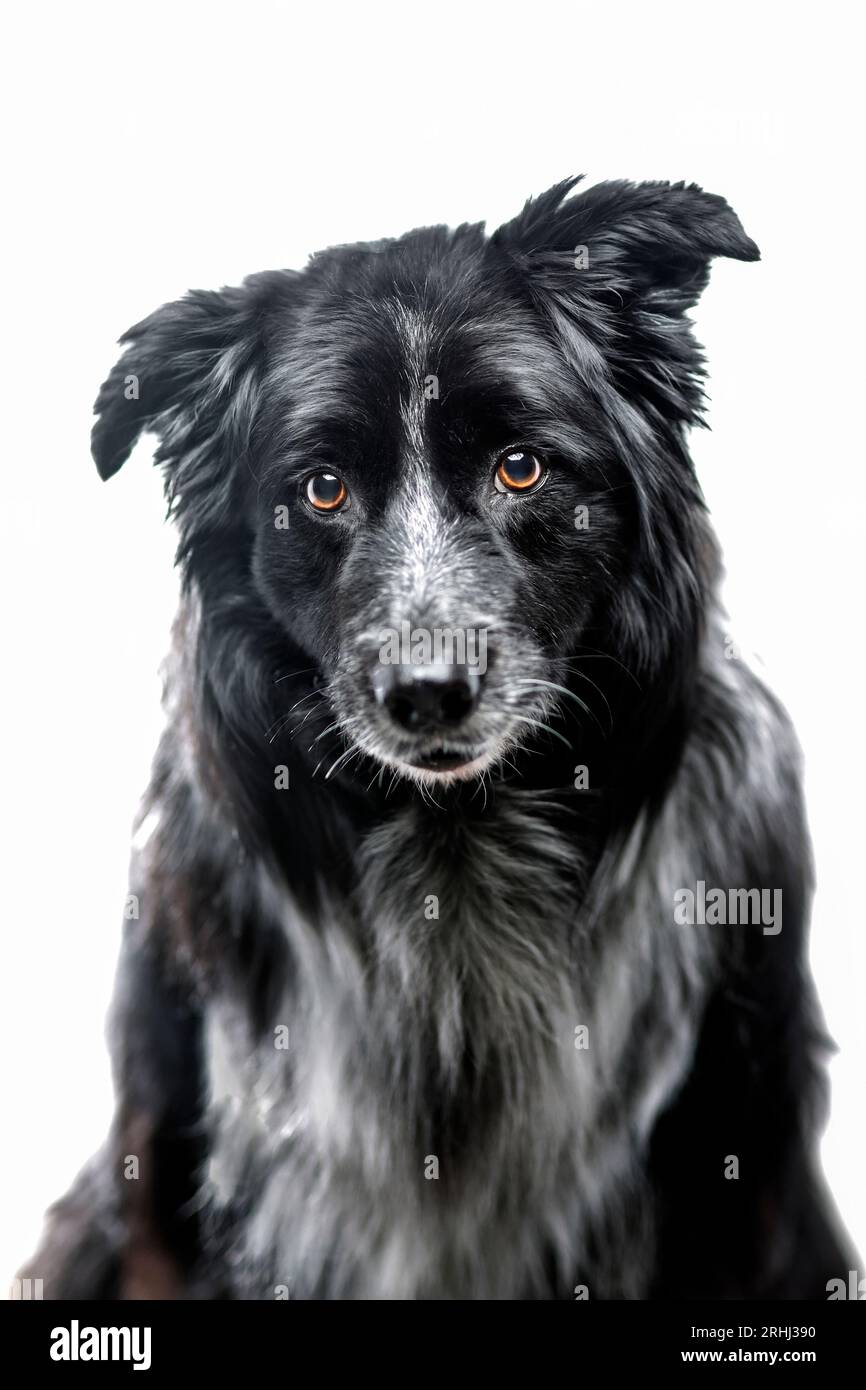 beautiful fluffy border collie dog with soft fur and beautiful dramatic lighting on white background Stock Photo