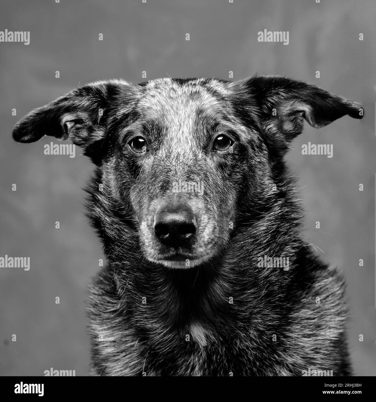 beautiful portrait of a dog with kind loving eyes Stock Photo Alamy