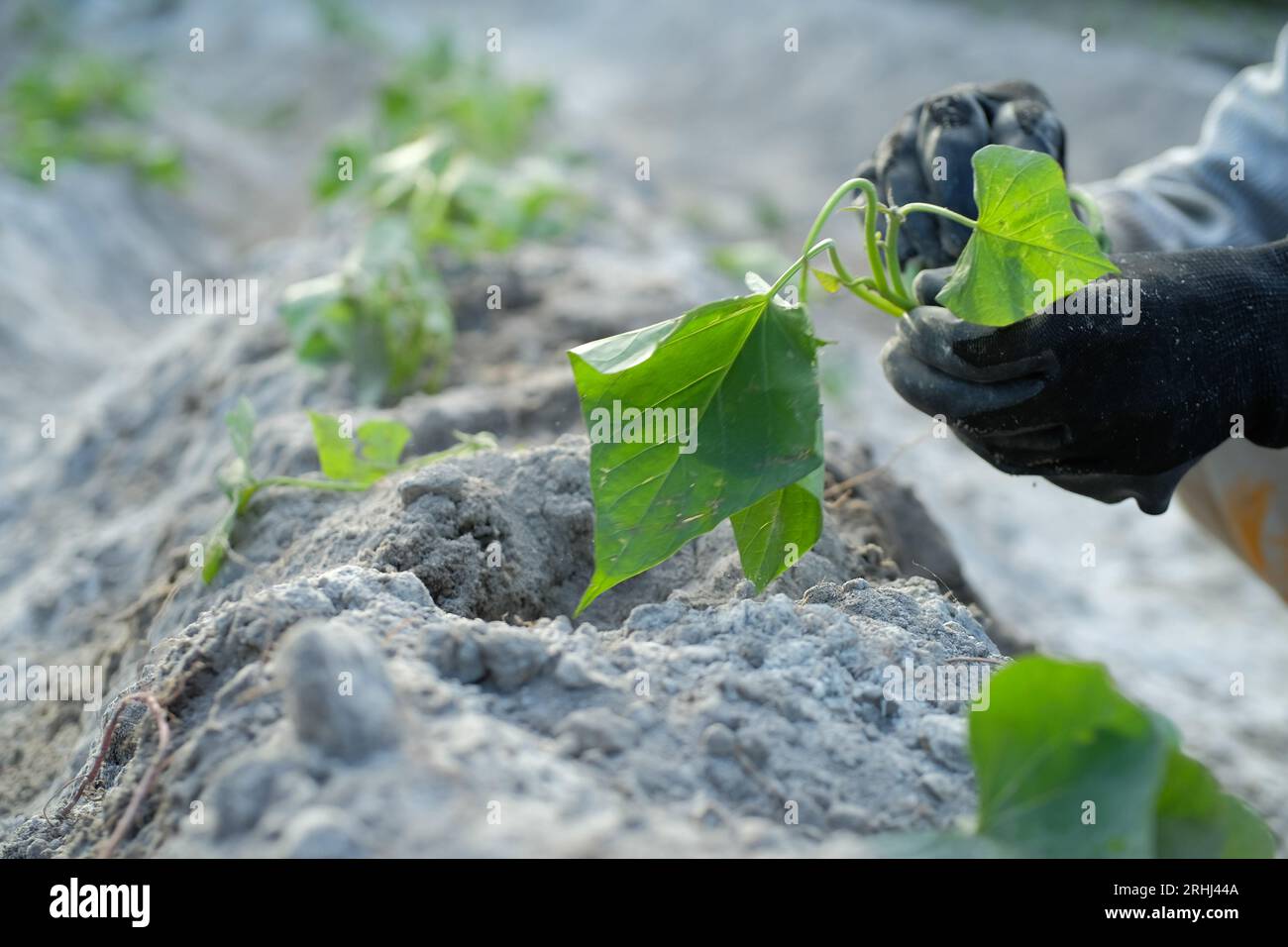 A farmer is planting sweet potatoes in an open field, Planting sweet potato  seeds in the garden Stock Photo - Alamy