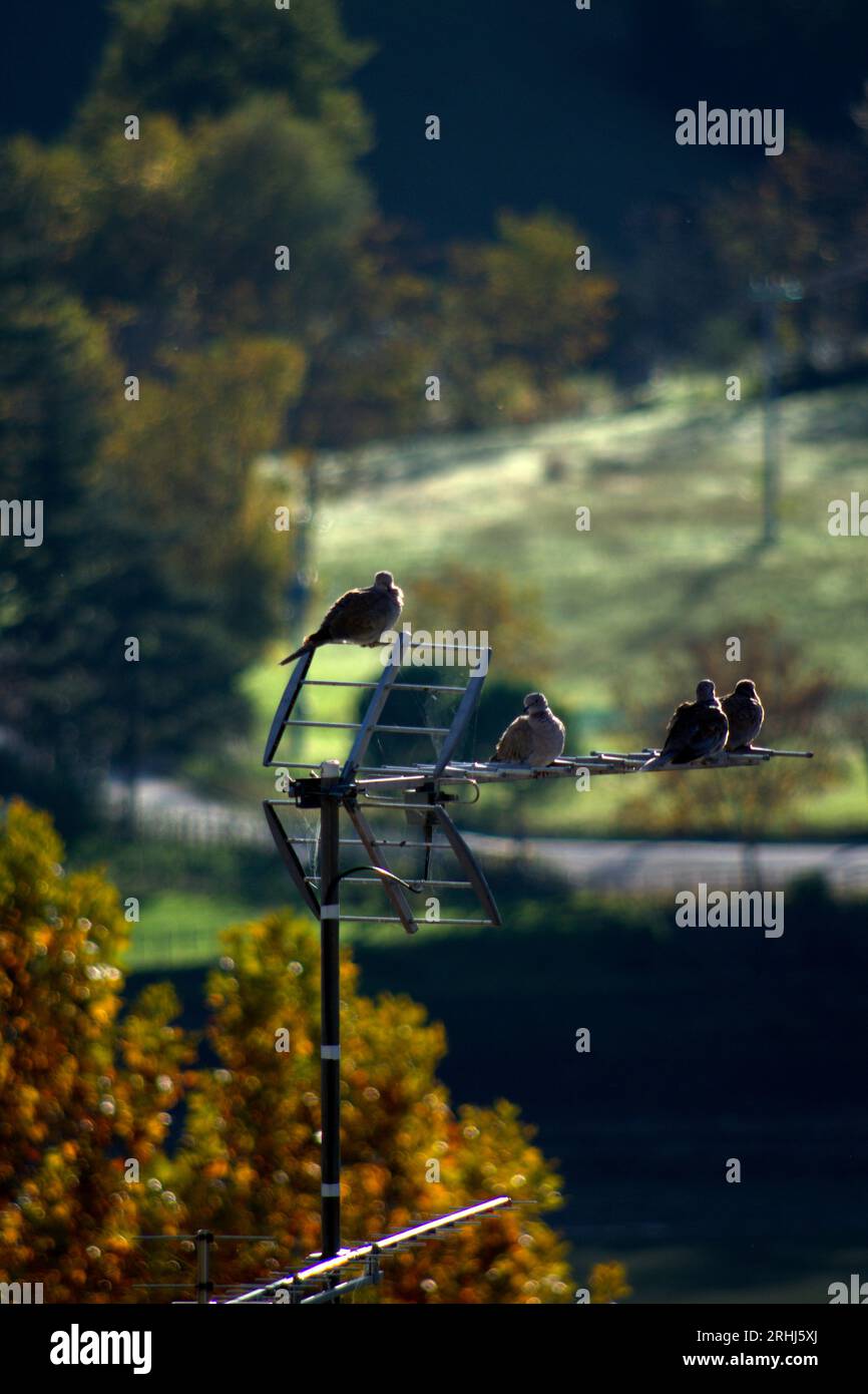 tortorelle in riposo su un'antenna TV Stock Photo