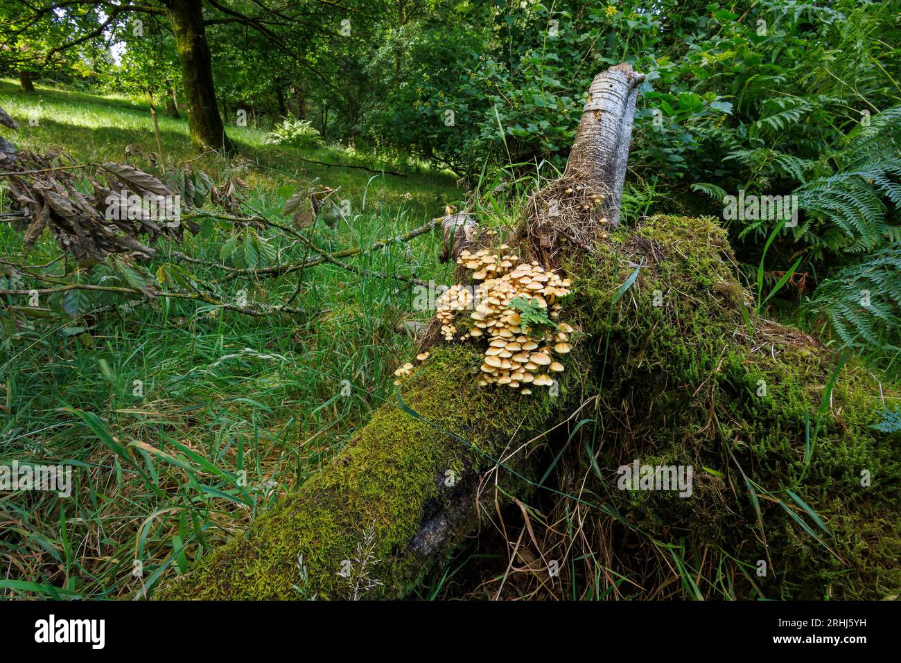 Unidentified toadstools growing a fallen and moss covered birch tree trunk in north yorkshire woodland at 900ft Stock Photo