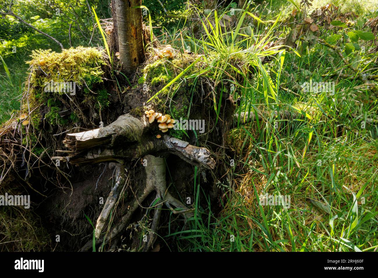 Unidentified toadstools growing a fallen and moss covered birch tree trunk in north yorkshire woodland at 900ft Stock Photo