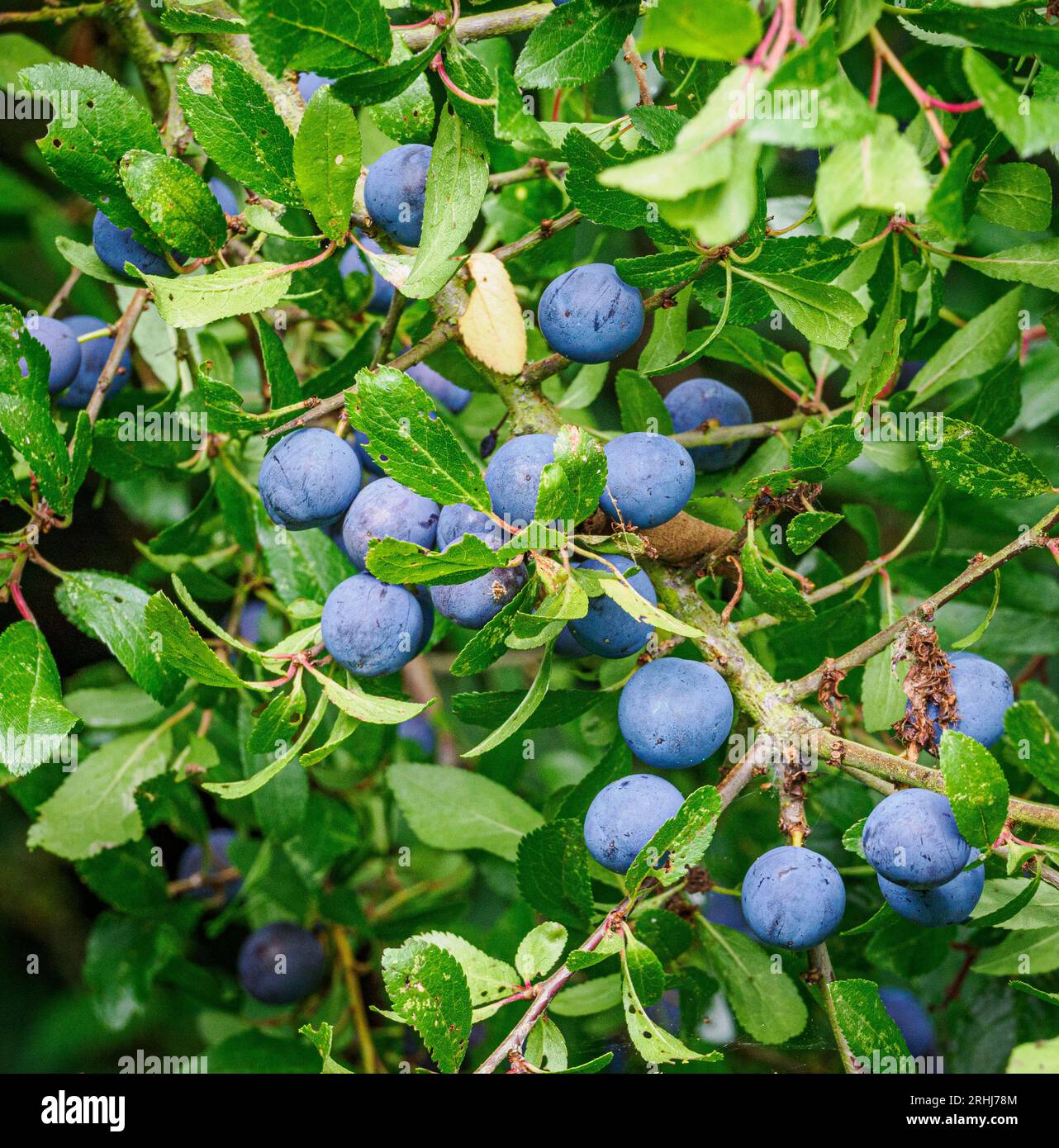 Dusty-blue fruits of Sloe on a Blackthorn bush in late summer - Somerset UK Stock Photo