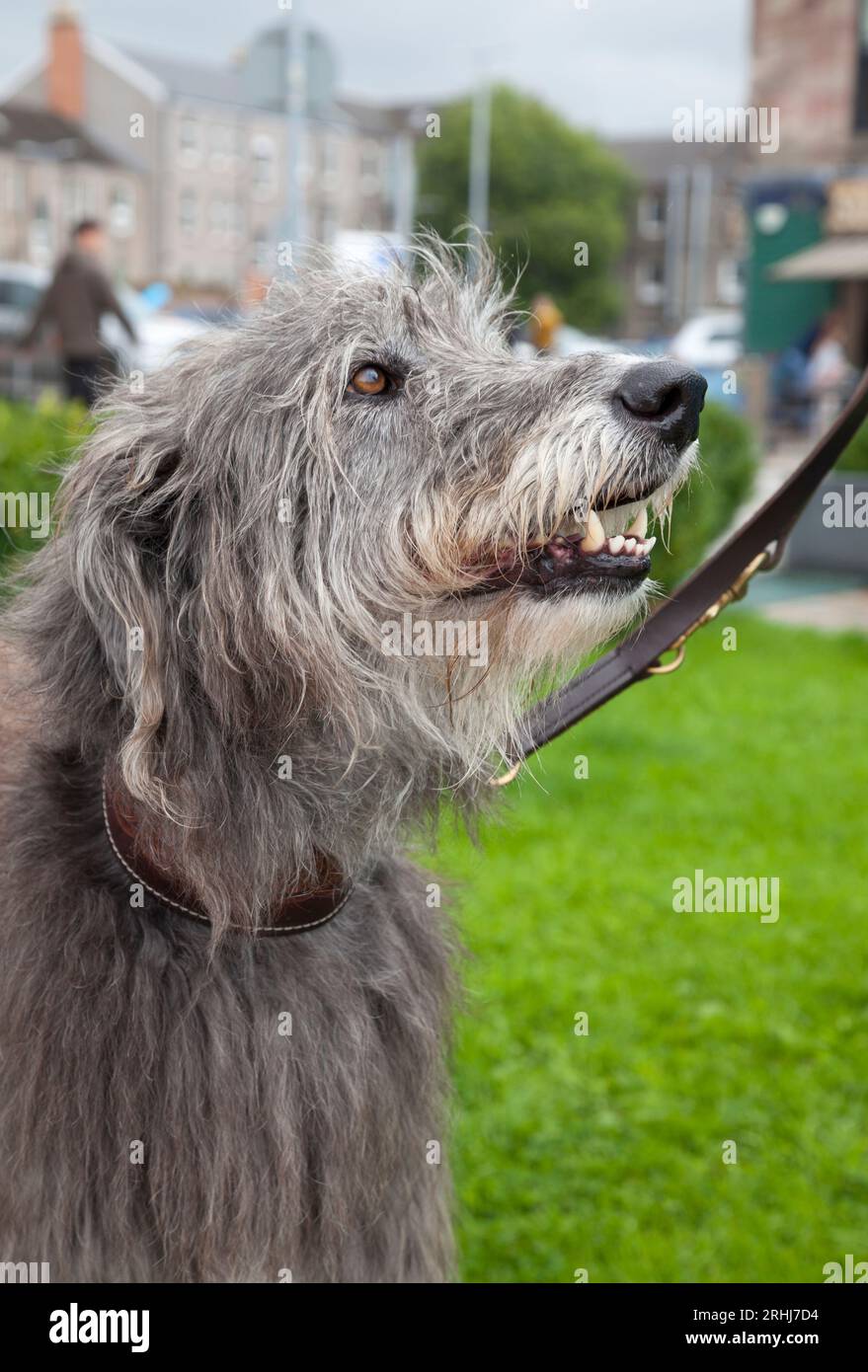 Scottish Deer Hound Stock Photo