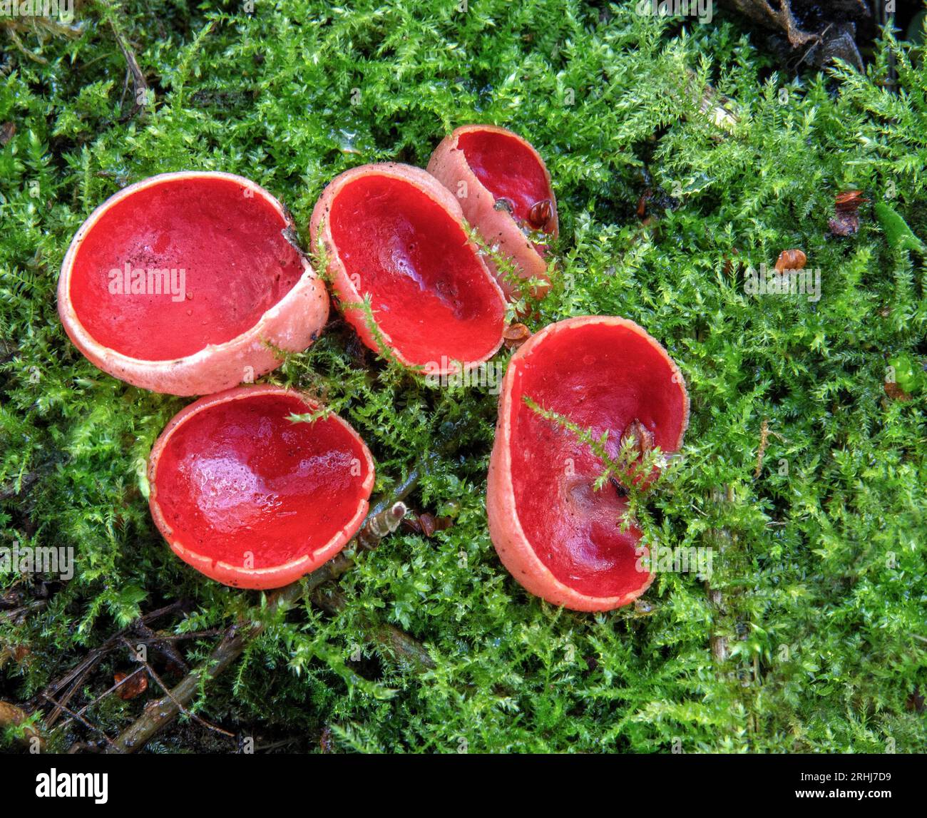 Scarlet Elfcup Sarcoscypha austriaca or coccinea on a carpet of green moss in woodland in South Wales UK Stock Photo
