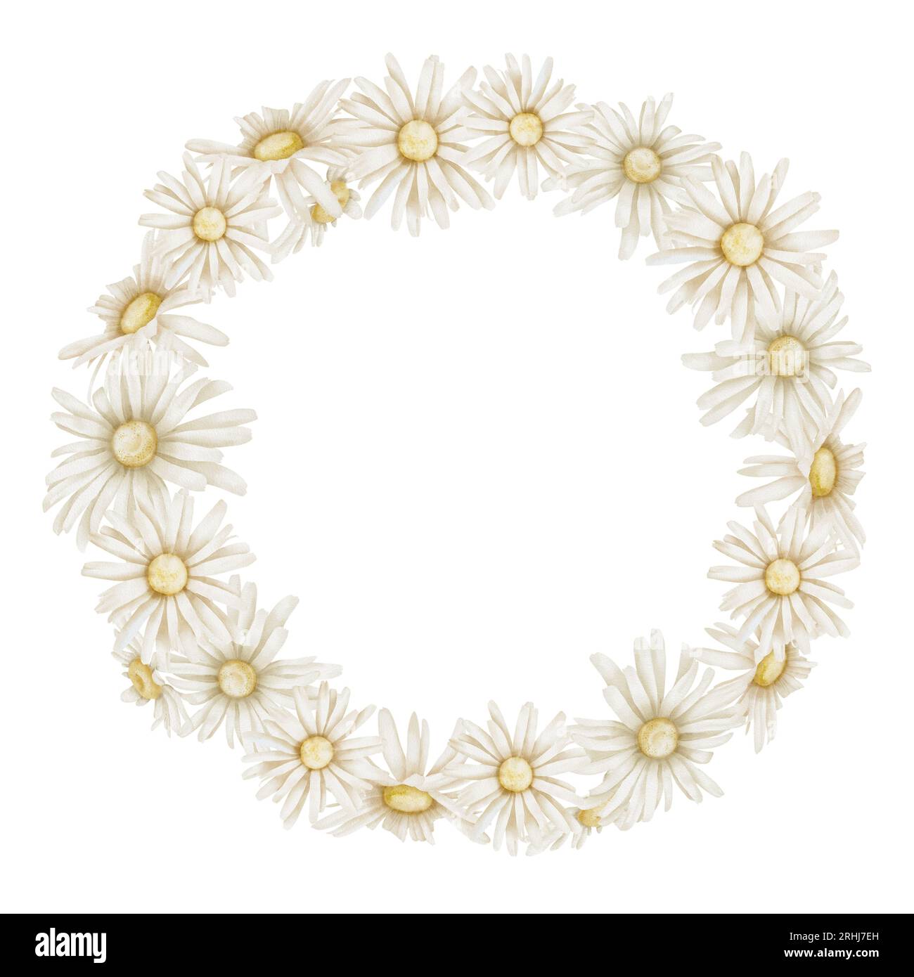 Daisy Flowers Wreath. Hand drawn Floral watercolor illustration of ...