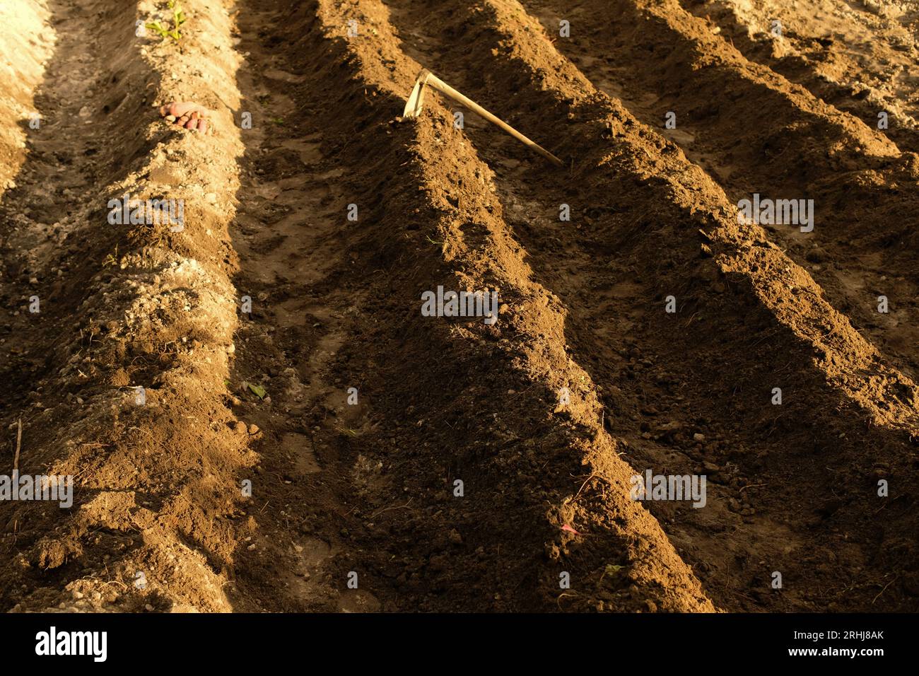 Loose soil before planting vegetables, agriculture Stock Photo Alamy