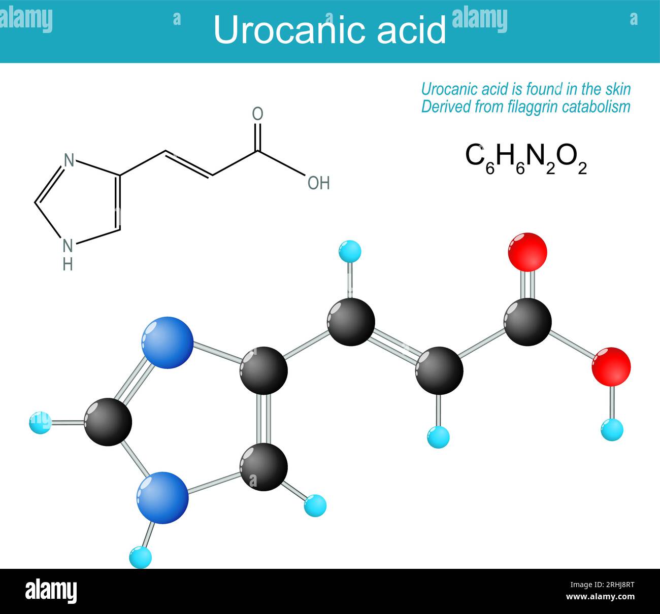 Urocanic acid molecule. molecular chemical structural formula and model product of catabolism of L-histidine. Urocanic acid is found in the skin, and Stock Vector