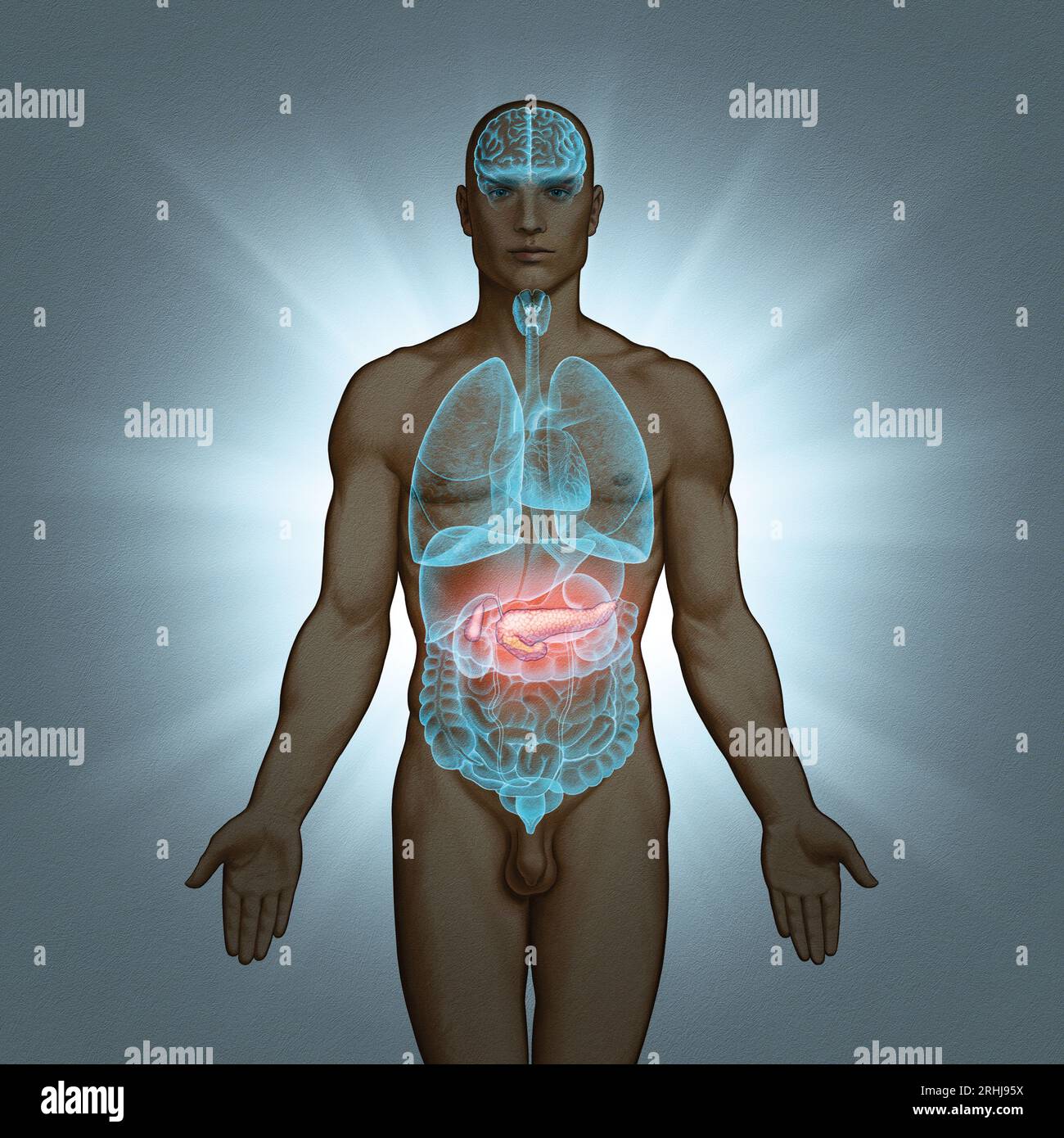 Transparent human body internal organs hi-res stock photography and images  - Page 2 - Alamy