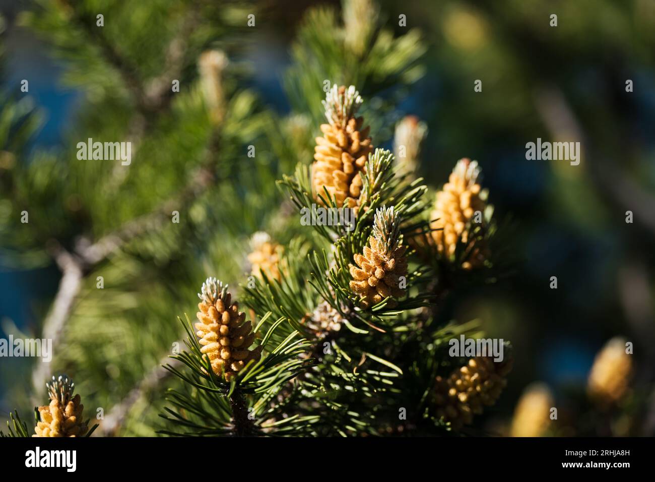 Blossom closeup of Pinus mugo, branches of a dwarf mountain pine. Male pollen producing strobili. Conifer cone. Stock Photo