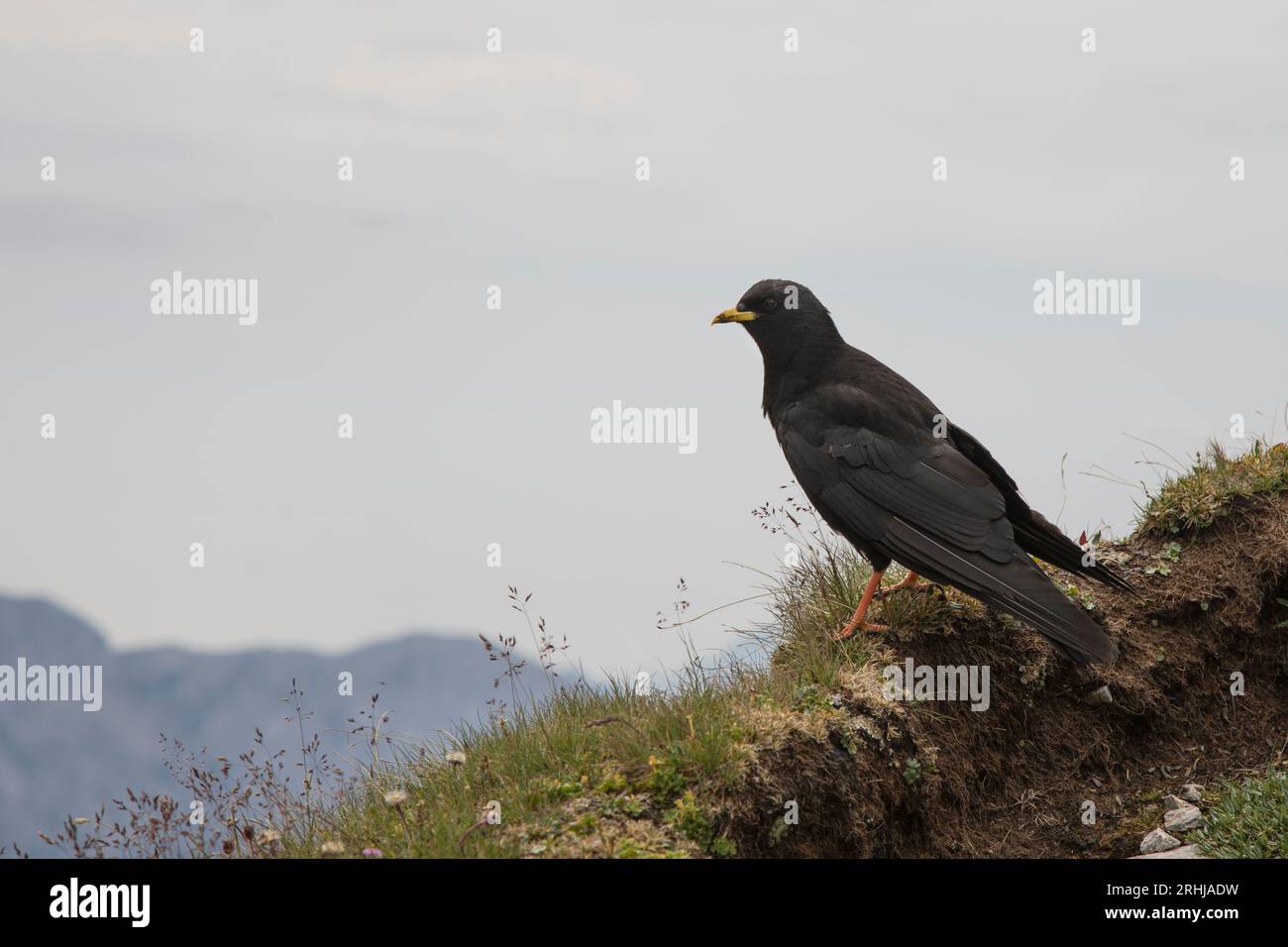 Alpendohle, Pyrrhocorax graculus, Alpine chough Stock Photo