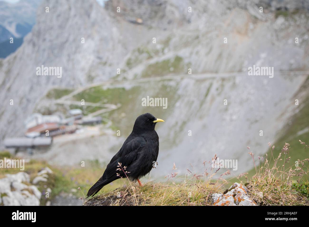 Alpendohle, Pyrrhocorax graculus, Alpine chough Stock Photo