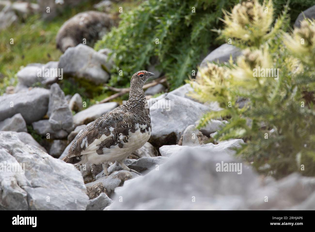 Alpenschneehuhn, rock ptarmigan, Lagopus muta Stock Photo