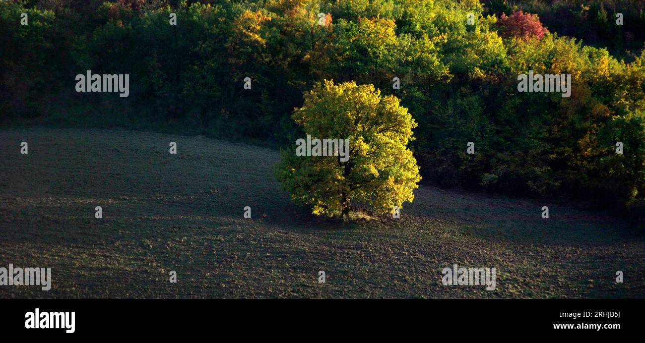 alberi e campi del Montefeltro in autun no Stock Photo