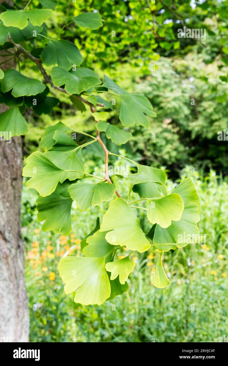 Leaves of a Ginkgo tree Stock Photo Alamy