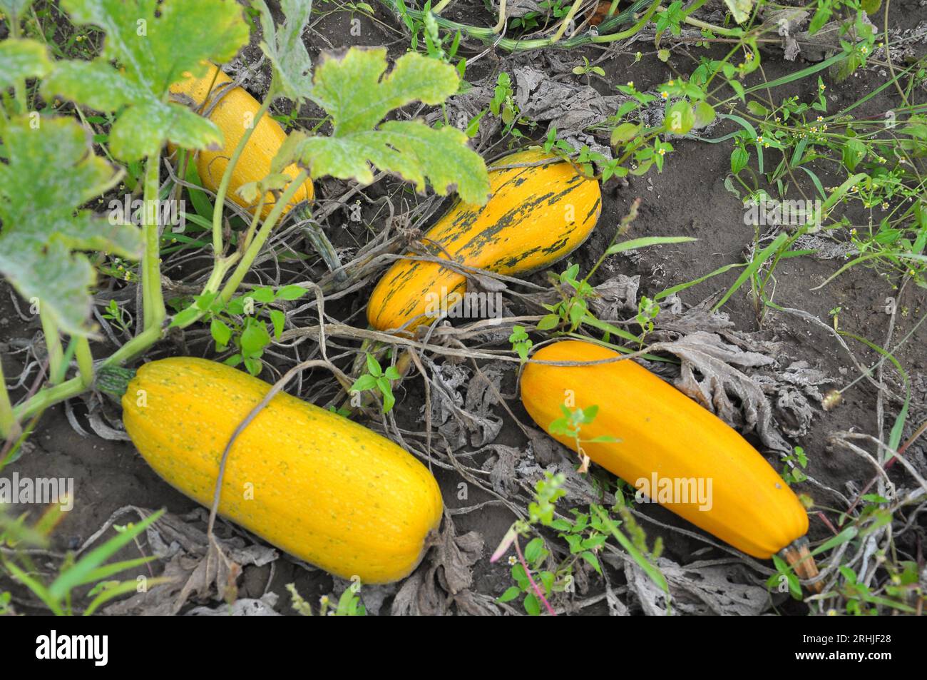 The zucchini crop is ripe in open organic soil Stock Photo Alamy