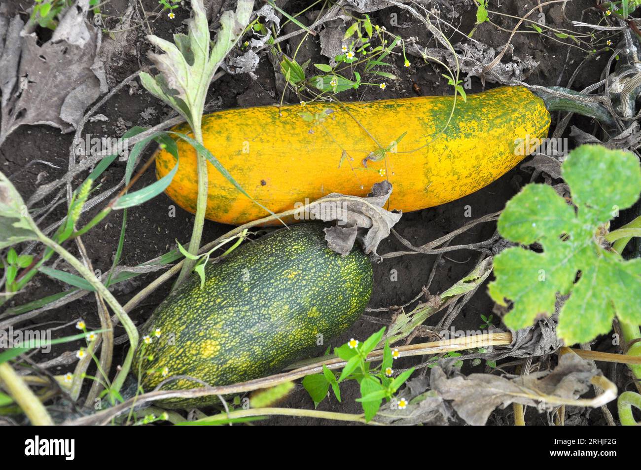 The zucchini crop is ripe in open organic soil Stock Photo Alamy