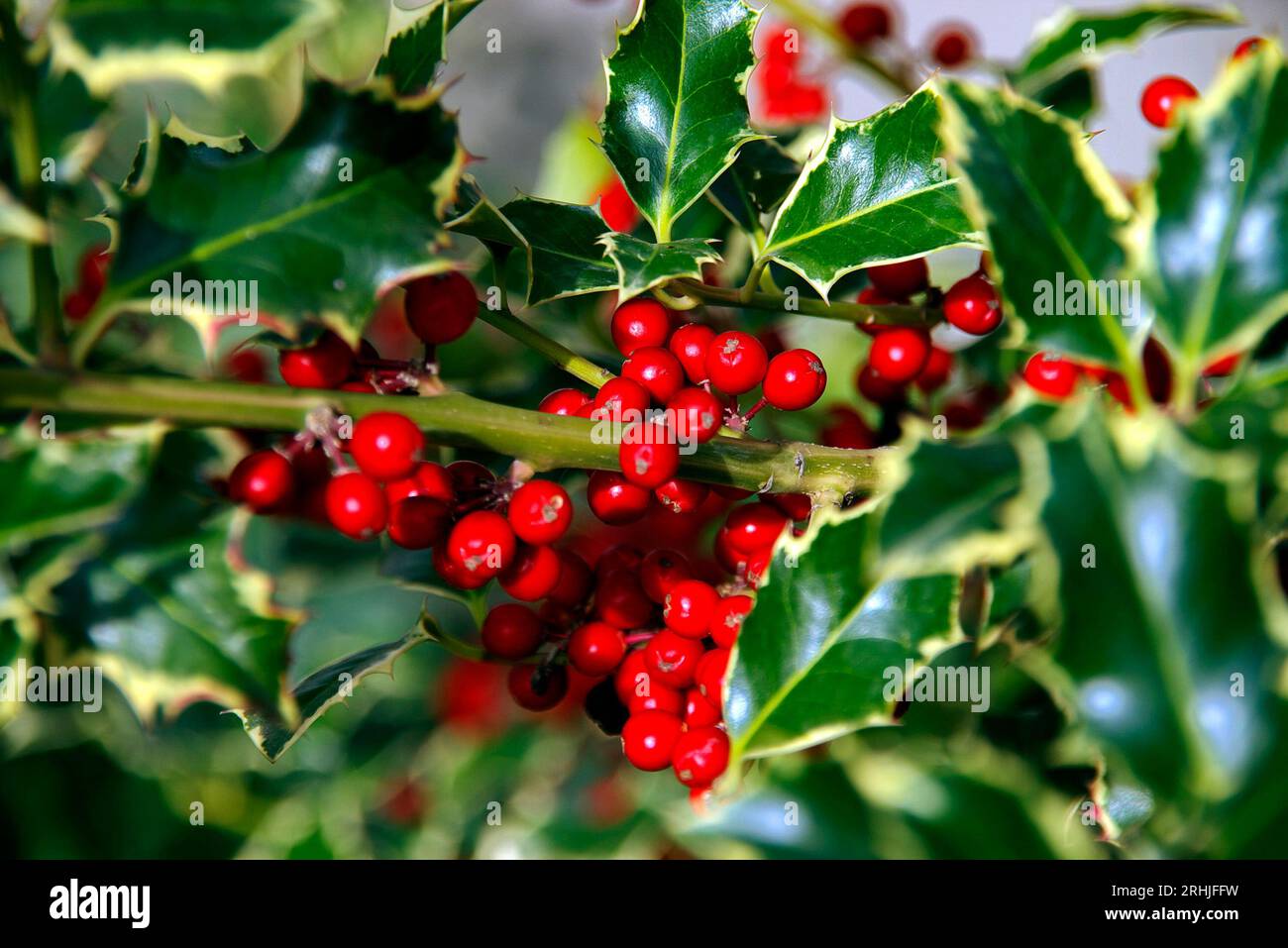 bacche colorate in autunno Stock Photo