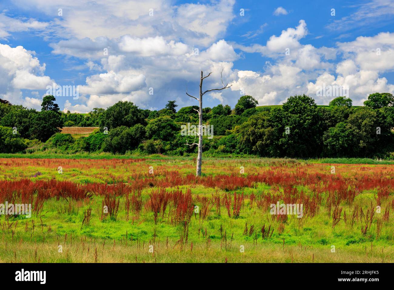 Otterton estuary hi-res stock photography and images - Alamy