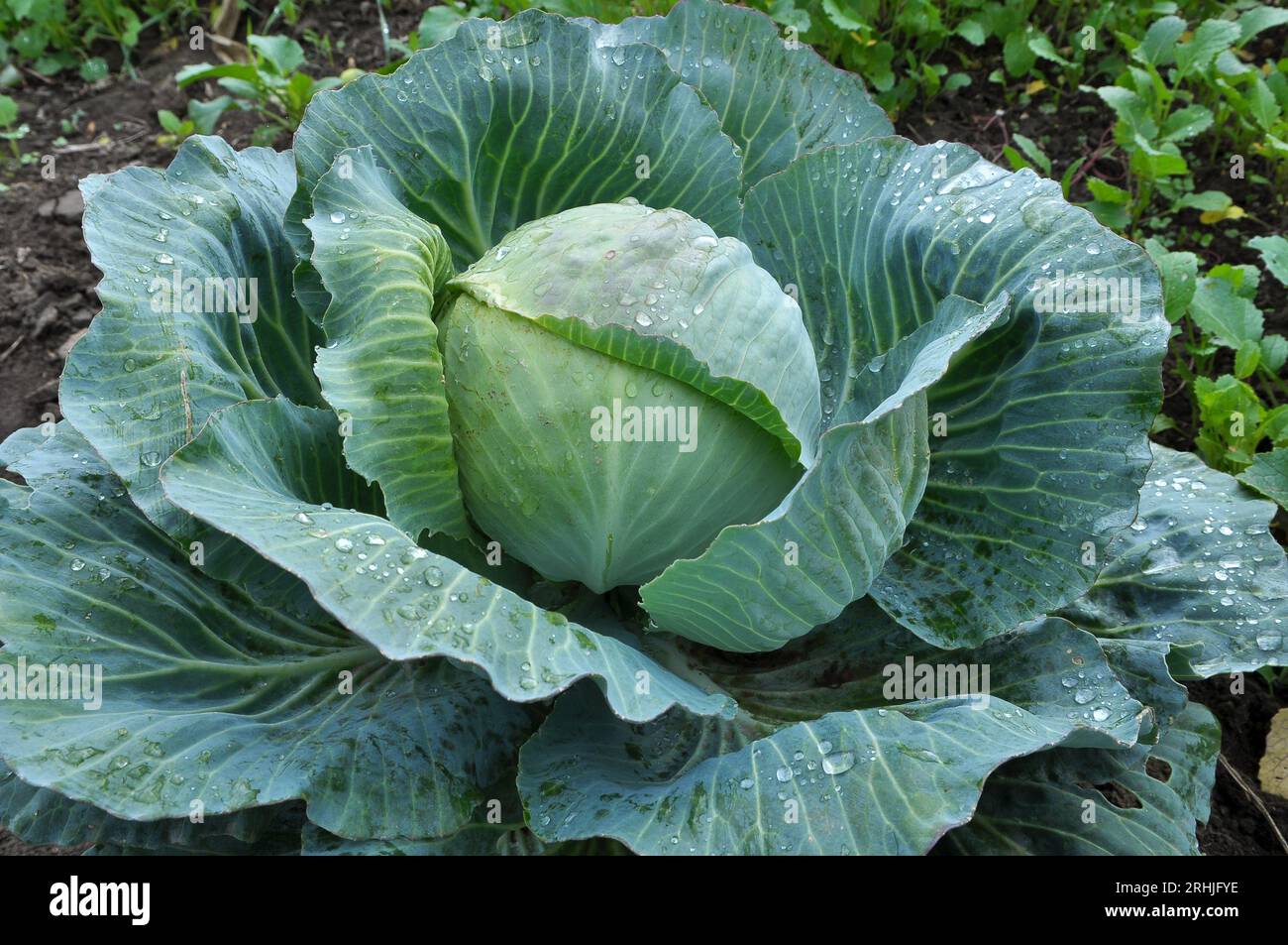 Cabbage grows in the organic open ground in the garden Stock Photo - Alamy