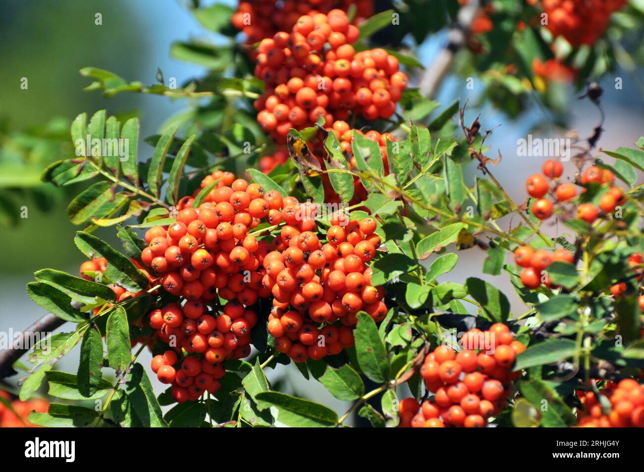 Rowanberry Sorbus Aucuparia Hi res Stock Photography And Images Alamy Rowanberry Sorbus Aucuparia Hi res Stock Photography And Images Alamy