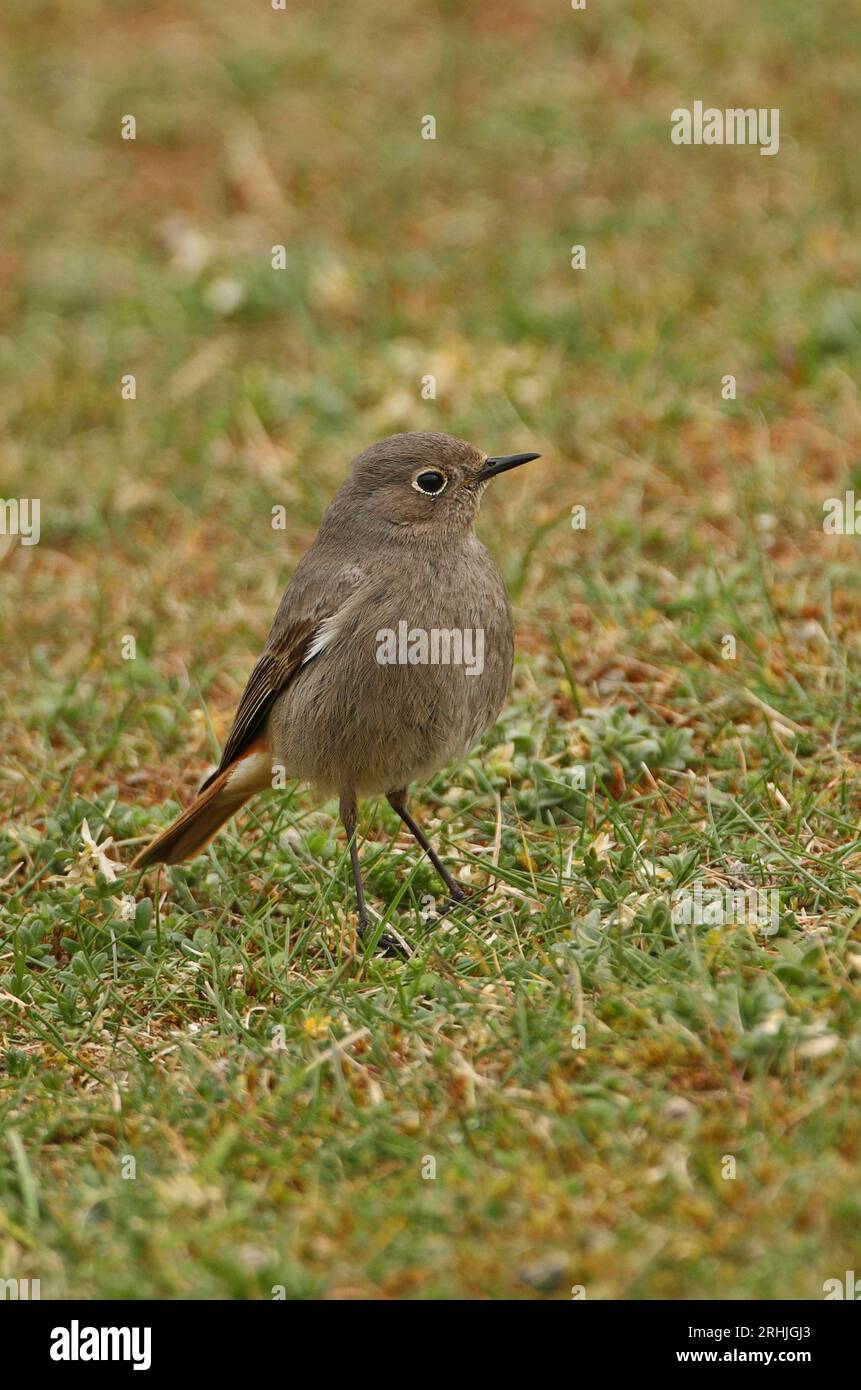 Black Redstart (Phoenicurus ochruros) female standing on short turf ...