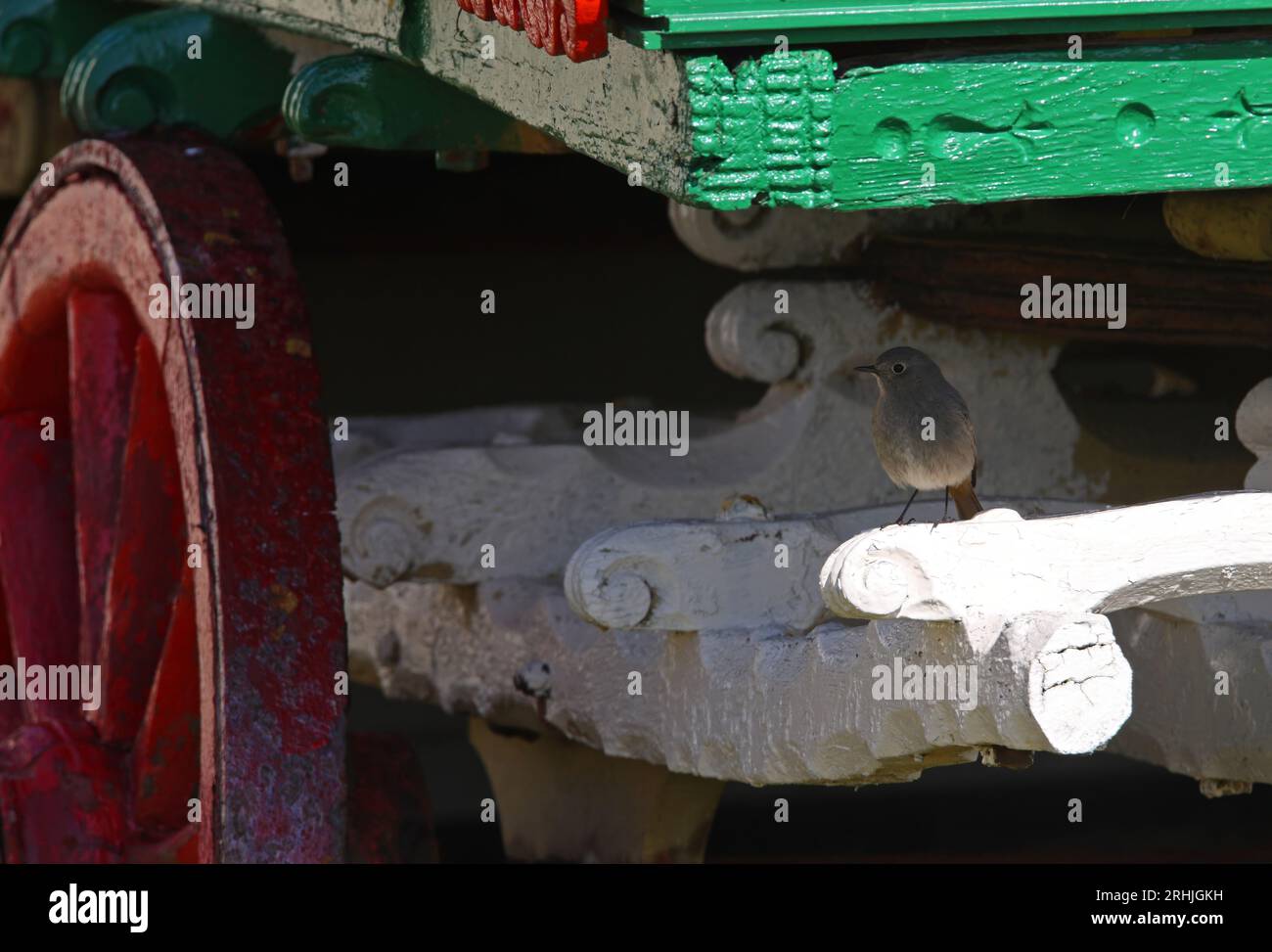 Black Redstart (Phoenicurus ochruros) female perched on old gypsy caravan  Eccles-on-Sea, Norfolk, UK.          March Stock Photo