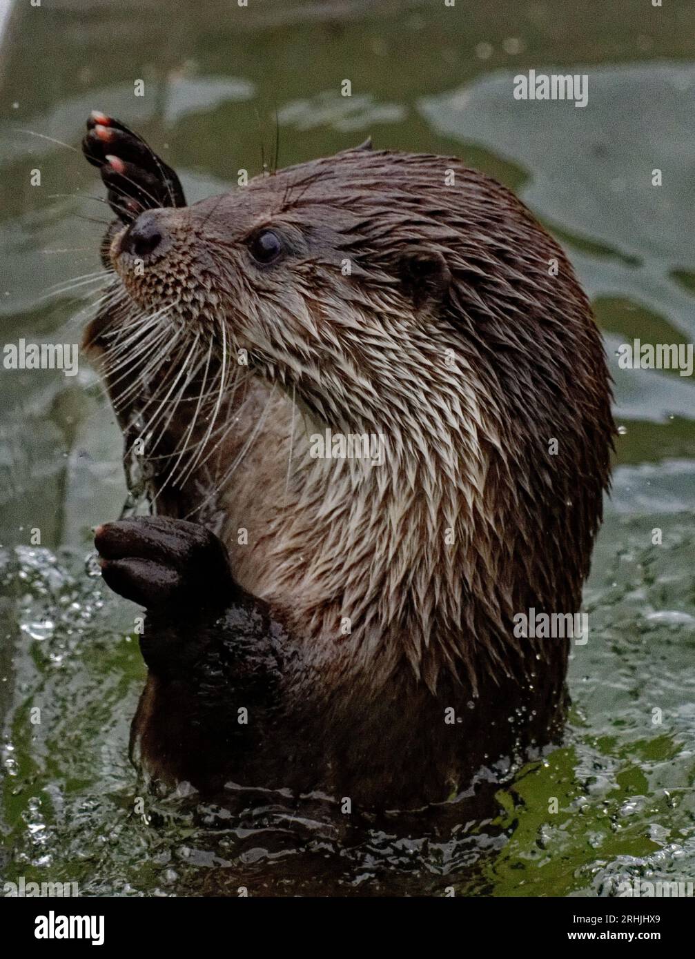 Eurasian Otter Lutra Lutra Adult Male Standing In Water With Front 