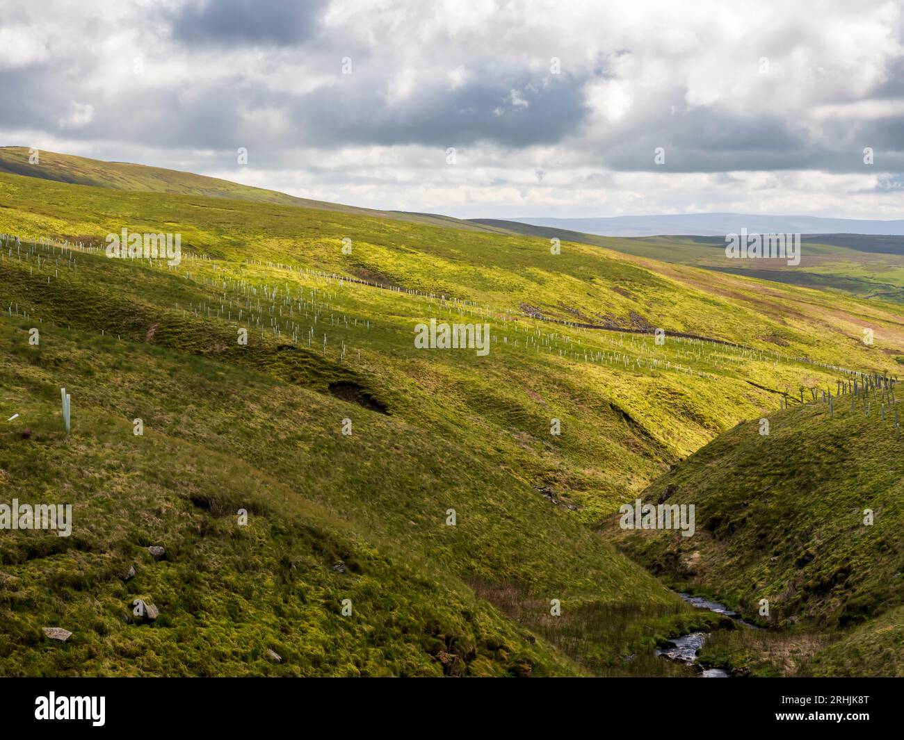 Tree planting at the head of Kingsdale, Yorkshire Dales, UK. Stock Photo