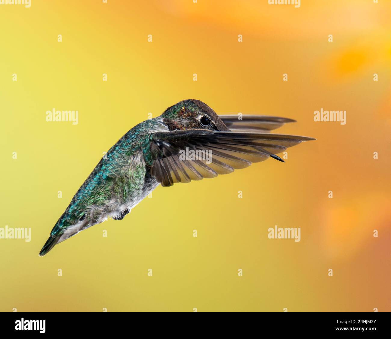 Male Anna's Hummingbird in Flight Stock Photo