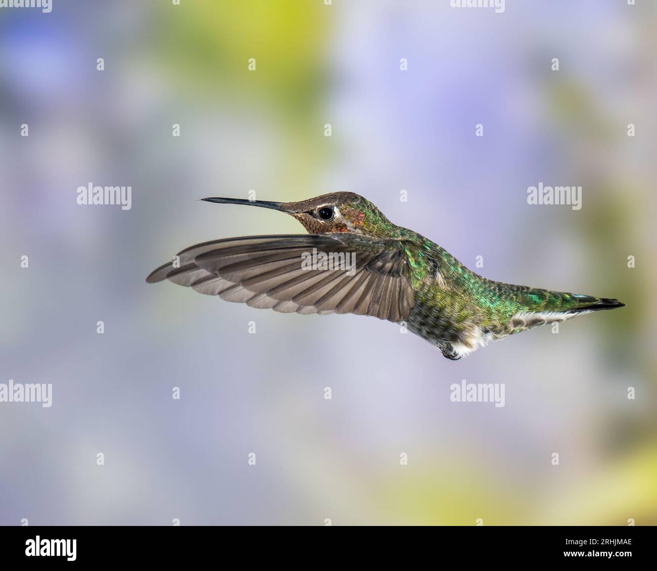Male Anna's Hummingbird in Flight Stock Photo