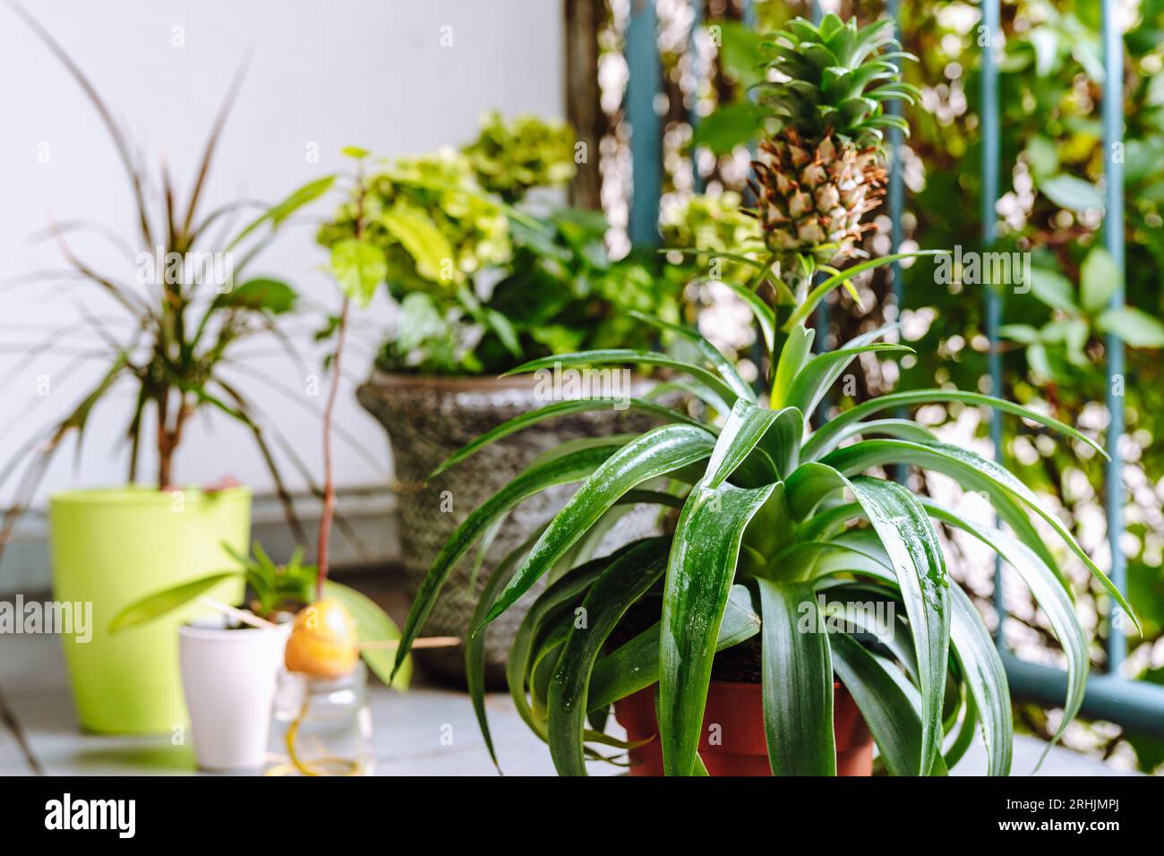 exotic tropical plants Bird of Paradise For Sale  Logee's Plants