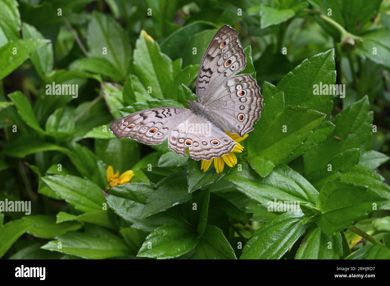 High angle view of a Grey Pansy butterfly (Junonia Atlites) spreading its wings while sitting on a Wedelia flower (Sphagneticola Trilobata) Stock Photo