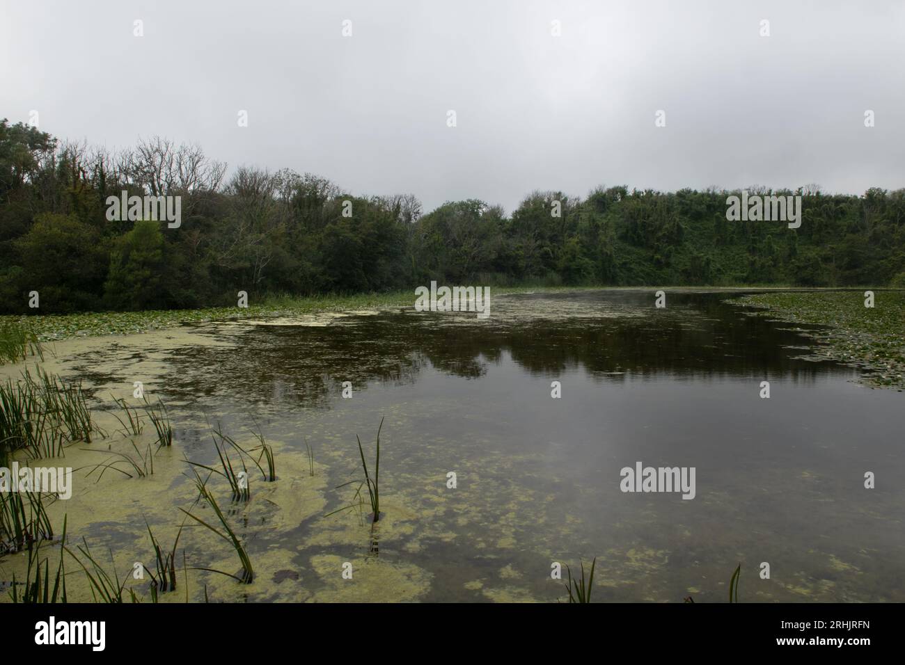 Bosherston water lilies hi-res stock photography and images - Alamy