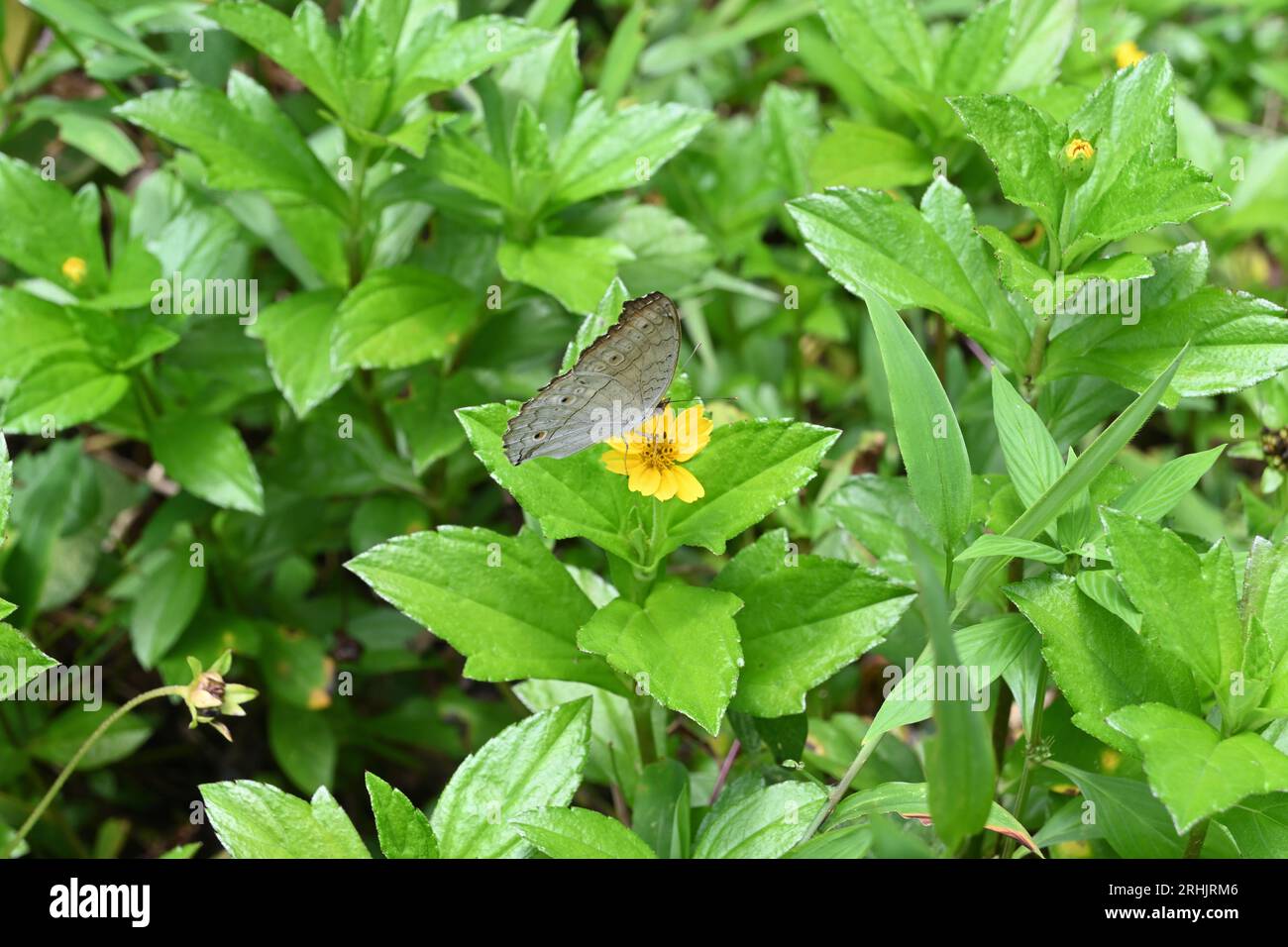 High angle ventral view of a Grey Pansy butterfly (Junonia Atlites) collecting nectar from a Wedelia flower (Sphagneticola Trilobata) Stock Photo
