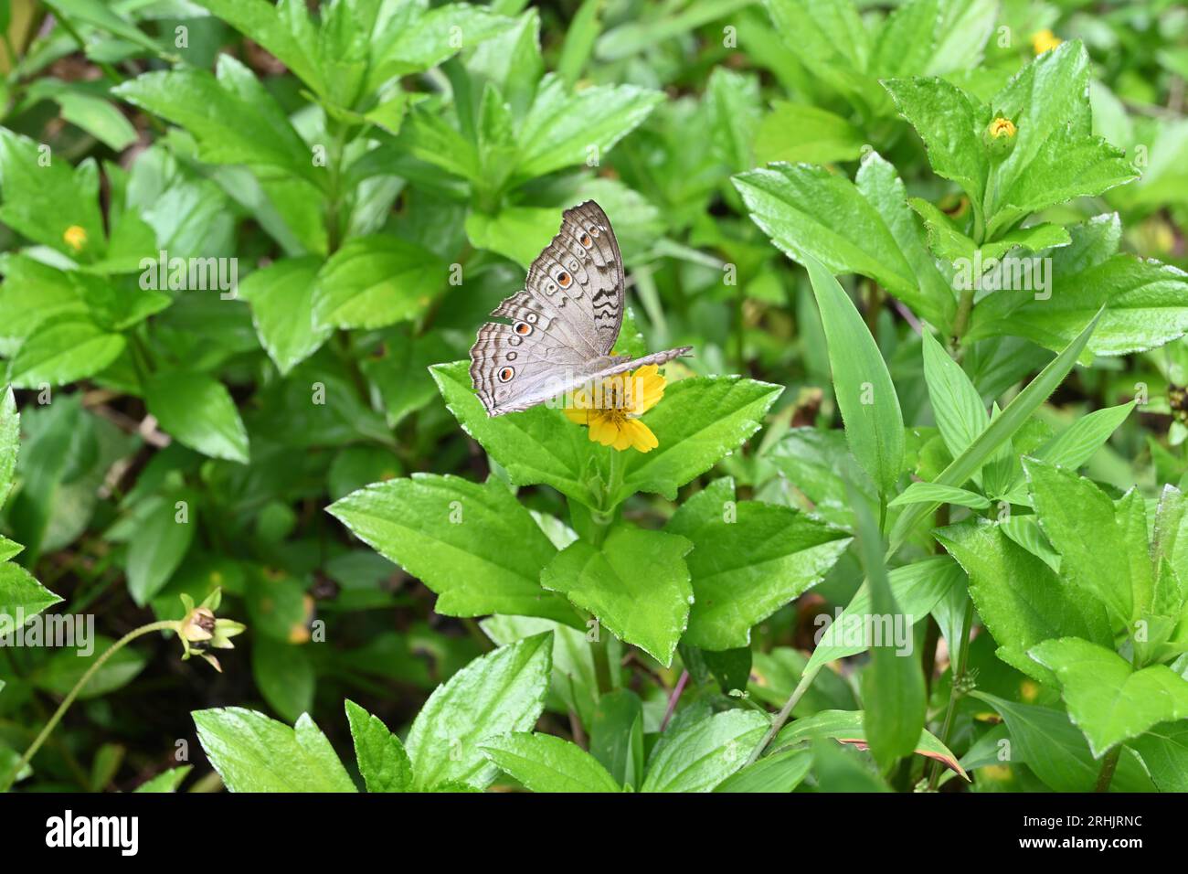 High angle view of a Grey Pansy butterfly (Junonia Atlites) opening its wings on a yellow Wedelia flower Stock Photo