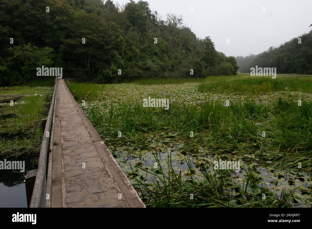 Bosherston water lilies hi-res stock photography and images - Alamy